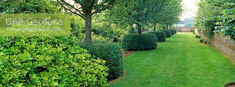 Tree lined grass avenue leading to a seat underplanted with Buxus topiary - Farleigh House, Hampshire