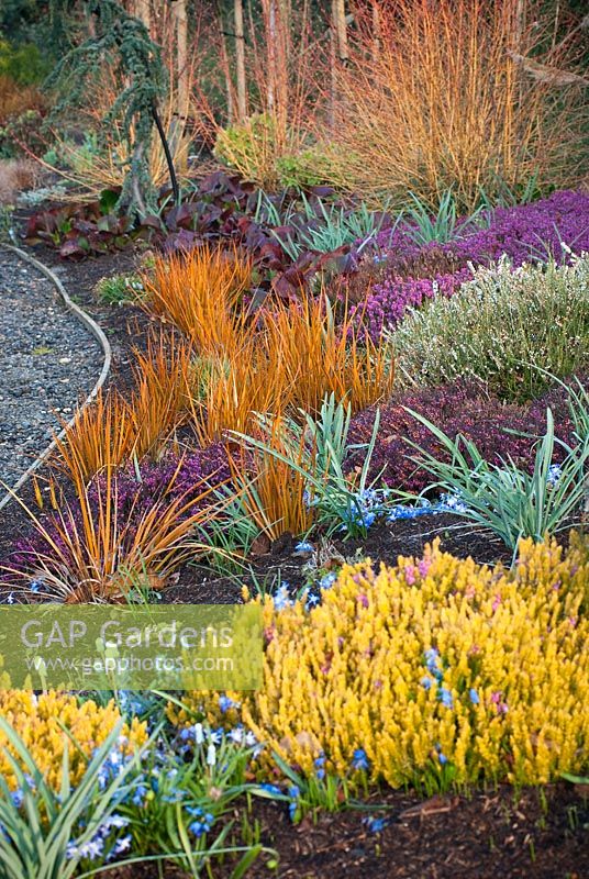 Libertia peregrinans 'Gold Leaf', Erica carnea 'Foxhollow' and  Bergenia 'Bressingham Ruby', April - The Winter Garden at The Bressingham Gardens, Norfolk