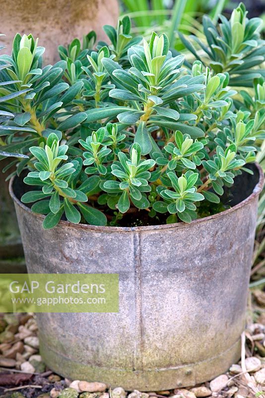 Euphorbia 'Portuguese Velvet' planted in an old galvanised bucket