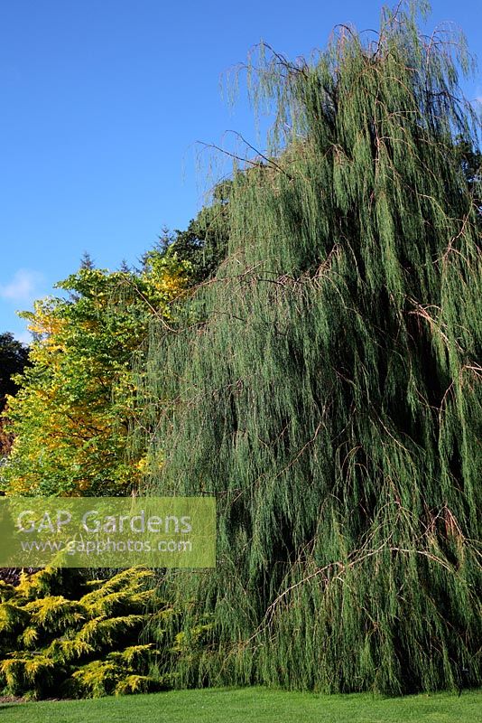 Chamaecyparis lawsoniana 'Imbricata 'Pendula' with Gymnocladus dioica - Kentucky Coffee Tree and Juniperus x pfitzeriana 'Carbery Gold' in the foliage garden at RHS Rosemoor