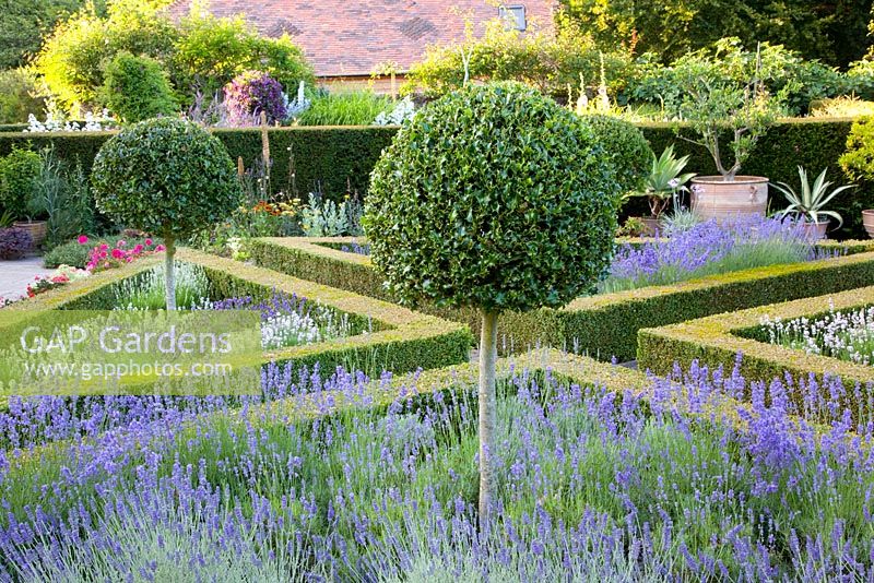 Mediterranean garden with Ilex standards underplanted with Lavandula and clipped box hedges 
