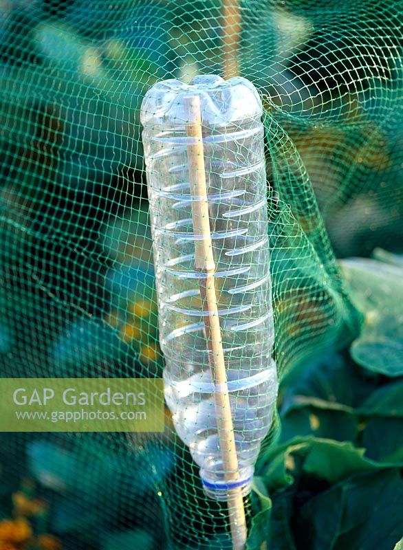 Plastic bottle cane topper and netting on allotment