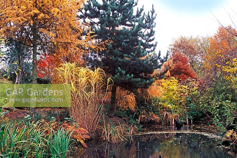 Pond at Bluebell Arboretum, November, 