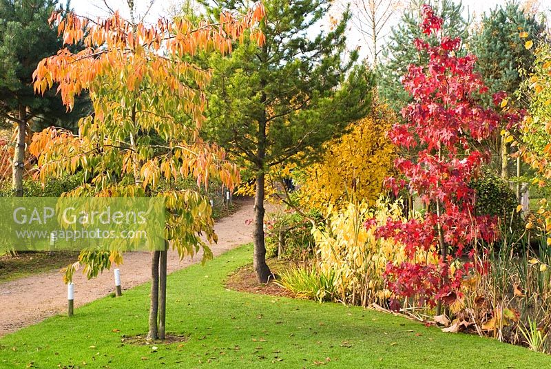 Autumn border with Styraciflua 'Festival', Pinus and Prunus at BlueBell Arboretum in November