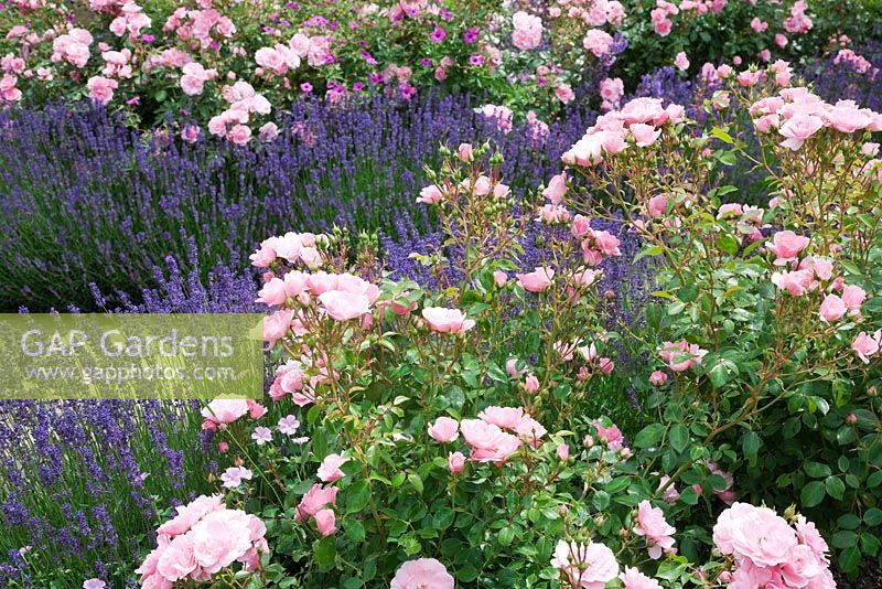 Rose and Lavender walk - Rosa 'Bonica' and Lavandula 'Hidcote'. High Canfold Farm, Surrey 