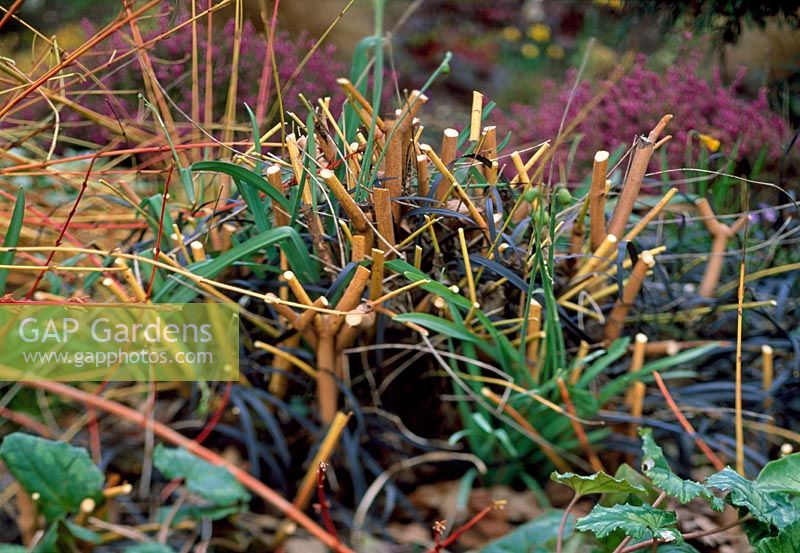 Pruned back stems of Cornus sanguinea 'Midwinter Fire'