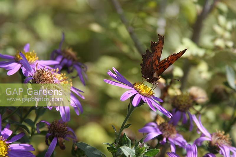 Aster turbinellus with Aurelia Polygonia - Comma Butterfly. Nursery and garden in The Netherlands.