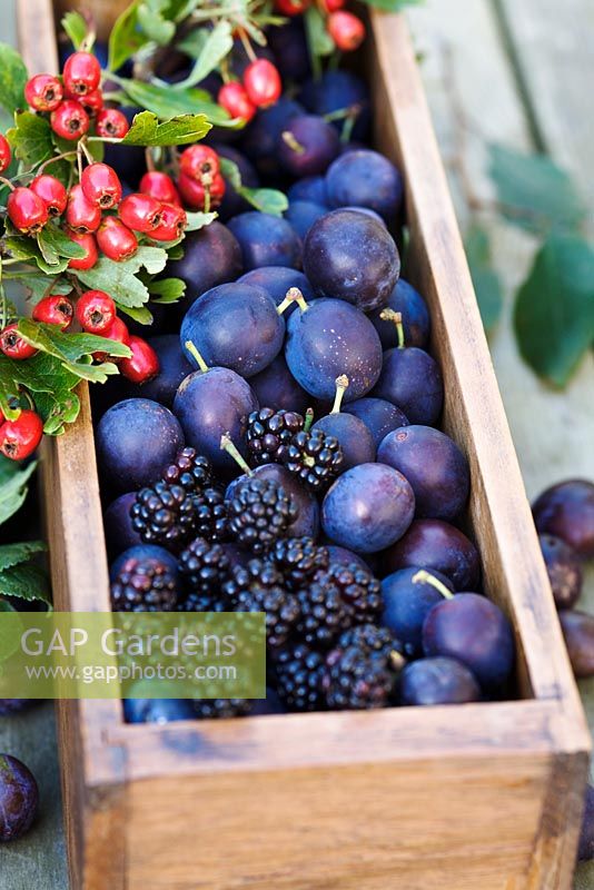 Damsons, hawthorn berries and blackberries in wooden box