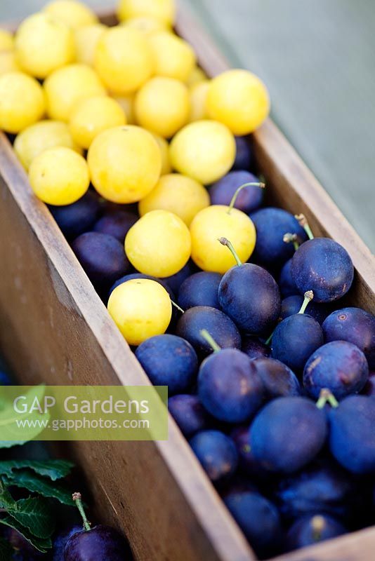 Damsons and Mirabelle plums in wooden box