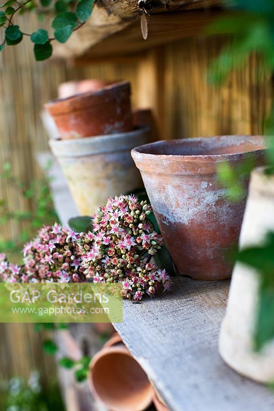 Terracotta pots and Sedum flowers on shelves in conservatory wall made fom bamboo tied together
