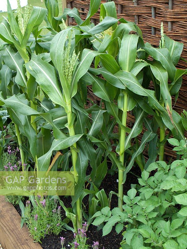 Zea mays - Sweet Corn. Visit Plantation - Colonial Chic and Bajan Roots - RHS Tatton Park 2010