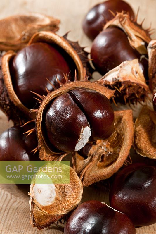 Aesculus hippocastanum - Horse chestnuts