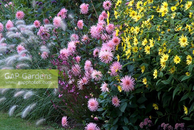 Border in Autumn, Dahlia 'Preference', Helianthus, and Pennisetum