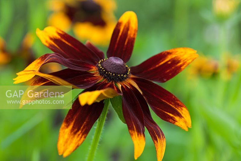 Rudbeckia hirta - Gloriosa Daisy, in August at Wilkins Pleck Garden NGS, Whitmore Staffordshire, UK 