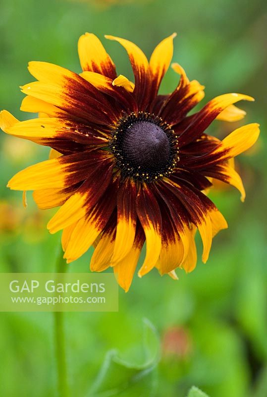 Rudbeckia hirta - Gloriosa Daisy, in August at Wilkins Pleck Garden NGS, Whitmore Staffordshire, UK 
