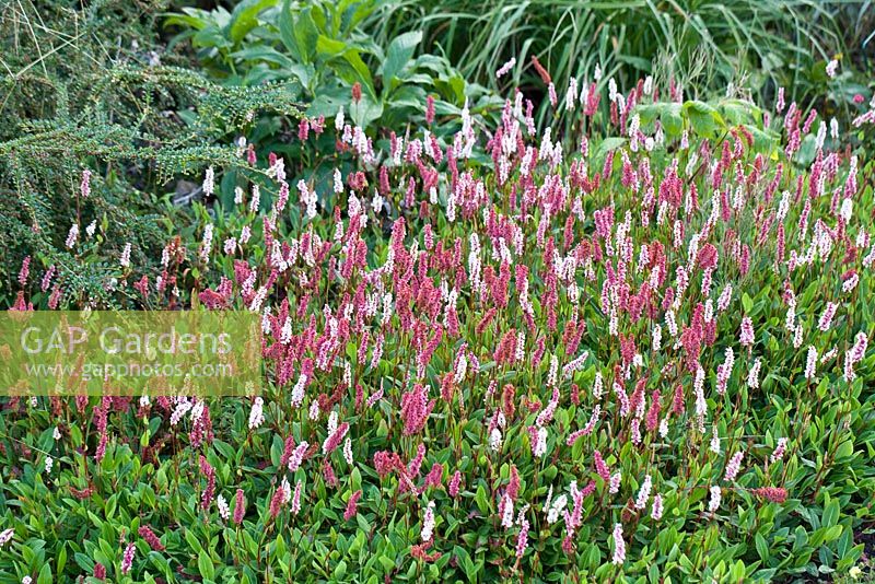 Persicaria affinis 'Darjeeling Red' in August at Wilkins Pleck Garden NGS, Whitmore Staffordshire, UK 