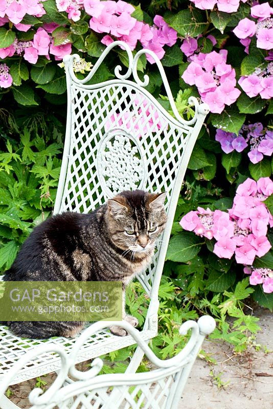 Tabby Cat on decorative iron chair with Hydrangea behind in August at Wilkins Pleck Garden NGS, Whitmore Staffordshire, UK 
 
