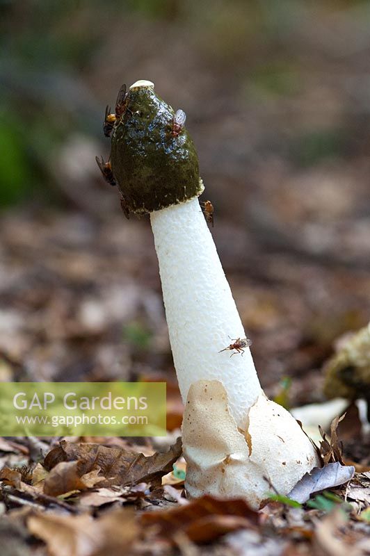 Phallus impudicus - Stinkhorn fungus, a common fungi which uses flies to distribute its spores and smells strongly of rotting flesh.