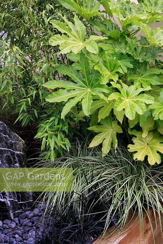 Fatsia japonica contrasted with bamboo and underplanted with Carex 'Jenneke' and Ophiopogon 'Nigrescens', pebbles and a sculptural standing stone