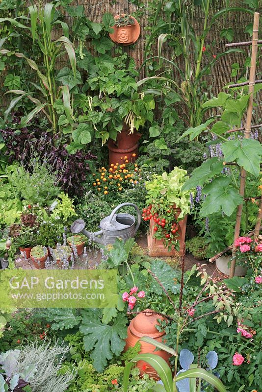Vegetables and flowers growing in a narrow border with pots and an antique French watering can. Pot of dwarf yellow beans raised up on a chimney pot with sweetcorn, curly kale, Perilla, French marigolds, chicory and 'Tumbler' tomatoes, lavender and lettuces
