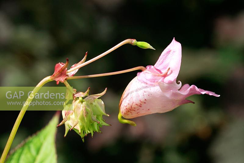 Impatiens glandulifera - Flower and developing seed pods of Himalayan Balsam