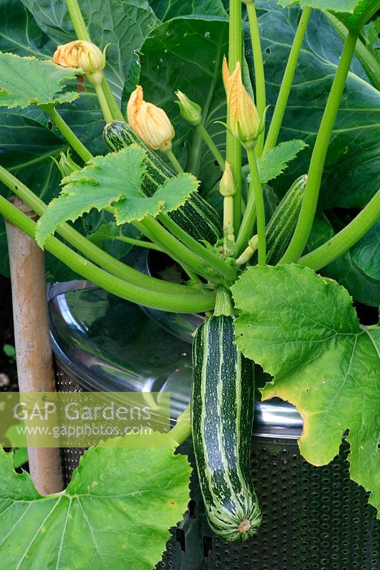 Courgettes 'Pin Stripe' ready to harvest and growing in a recycled stainless steel washing machine drum 