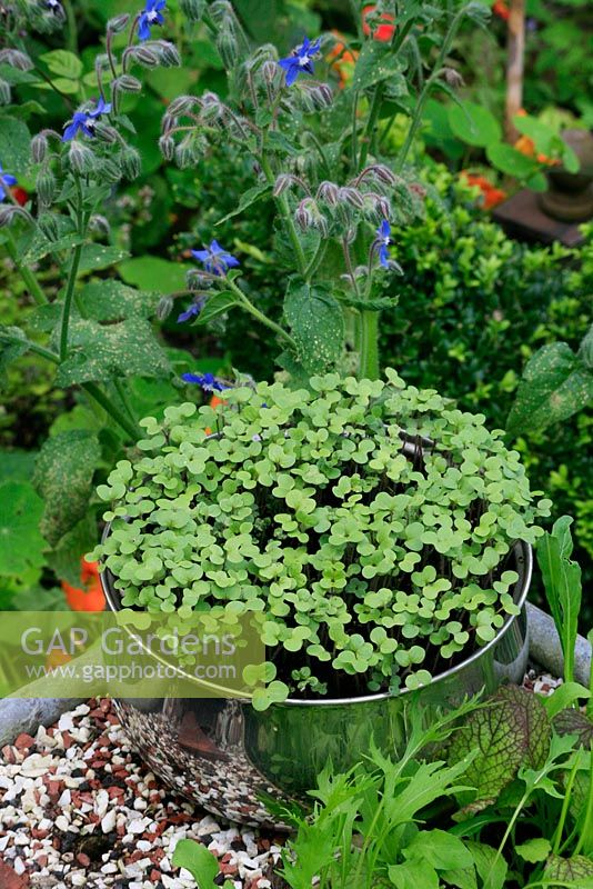 White mustard in an old saucepan with mitzuna and purple mustard in the foreground and borage behind