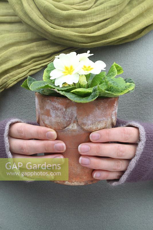 Woman holding a potted Primrose