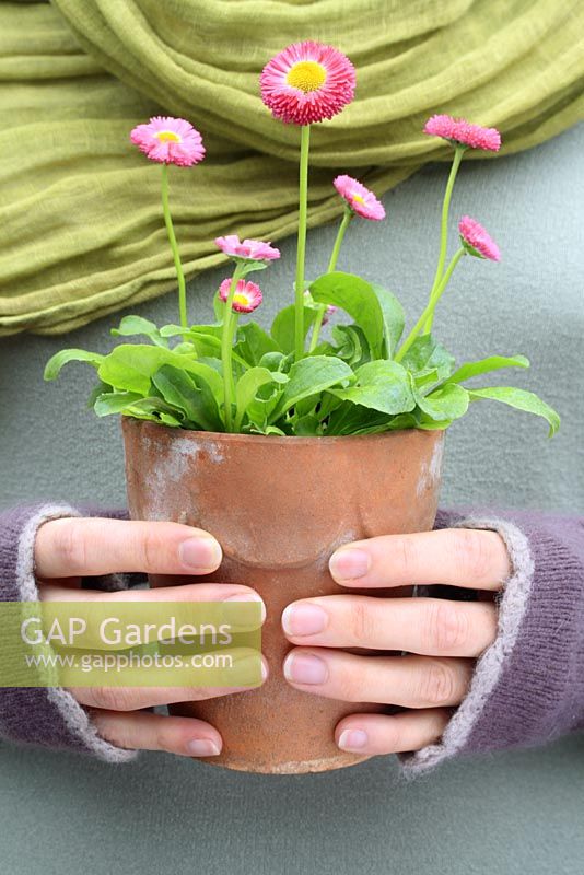 Woman holding a potted pink Bellis 