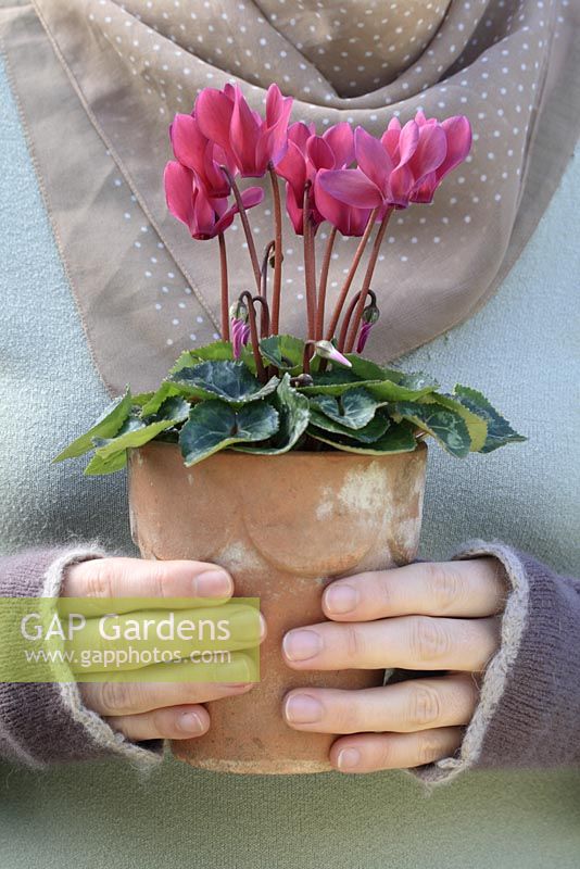 Woman holding potted pink Cyclamen 