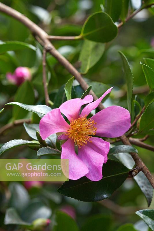 Camellia sasanqua 'Hugh Evans'