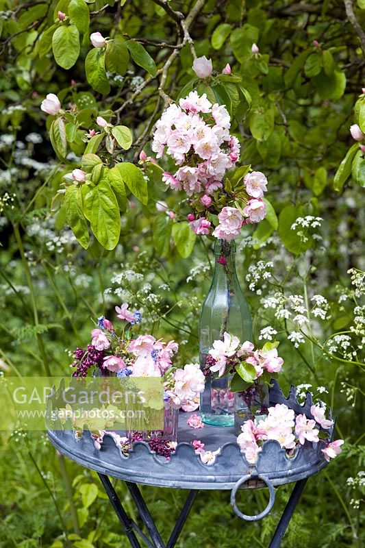Malus and Myosotis - Apple blossom and Forget me Nots displayed on garden table