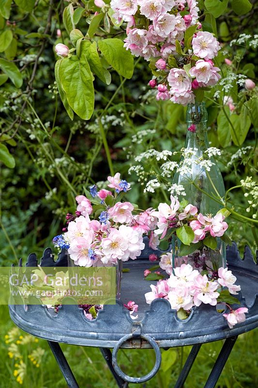 Malus and Myosotis - Apple blossom and Forget me Nots displayed on garden table
