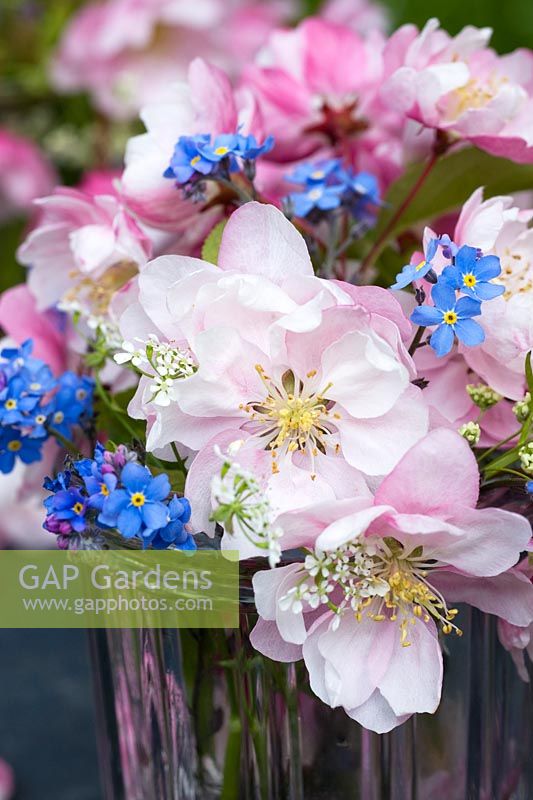 Malus and Myosotis - Apple blossom and Forget me Nots in glass vase