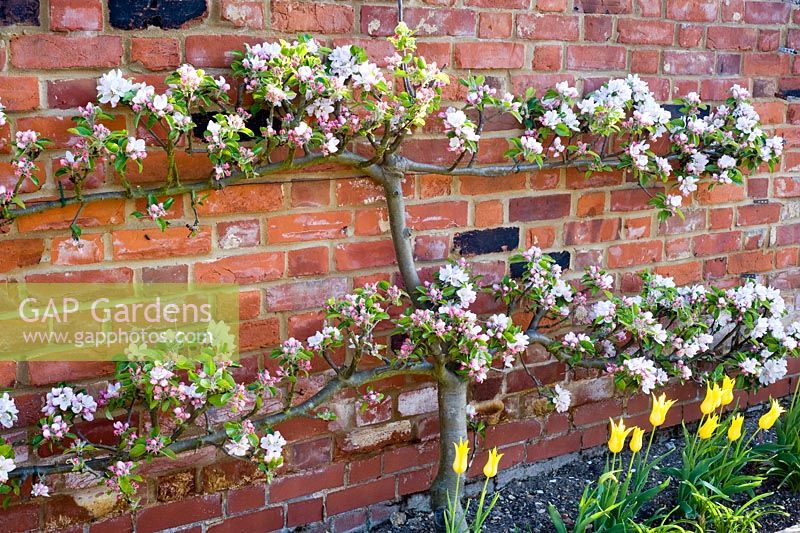 Espaliered Malus 'Cox's pippin' in blossom against wall