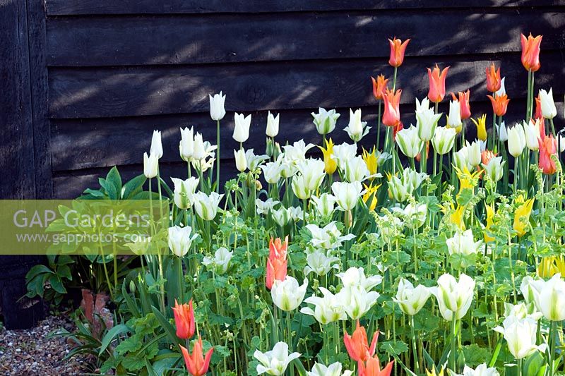 Tulips in spring border - Tulipa 'Ballerina', 'Westpoint', 'White Truimphator' and 'Spring Green'