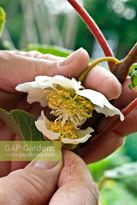 Pollinating a female Actinidia chinensis 'Hayward' with a male variety 'Tomuri' 