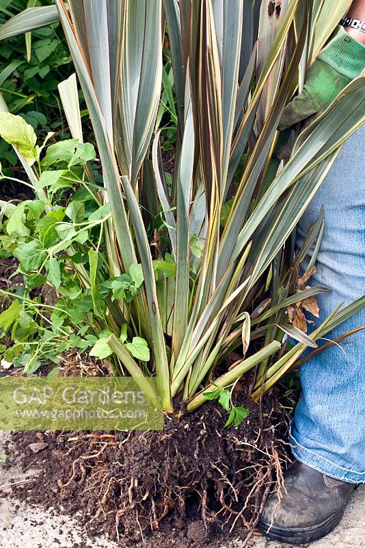 Ridding a Phormium 'Alison Blackman' of Ground Elder. Step 1 - lift the plant out of the bed