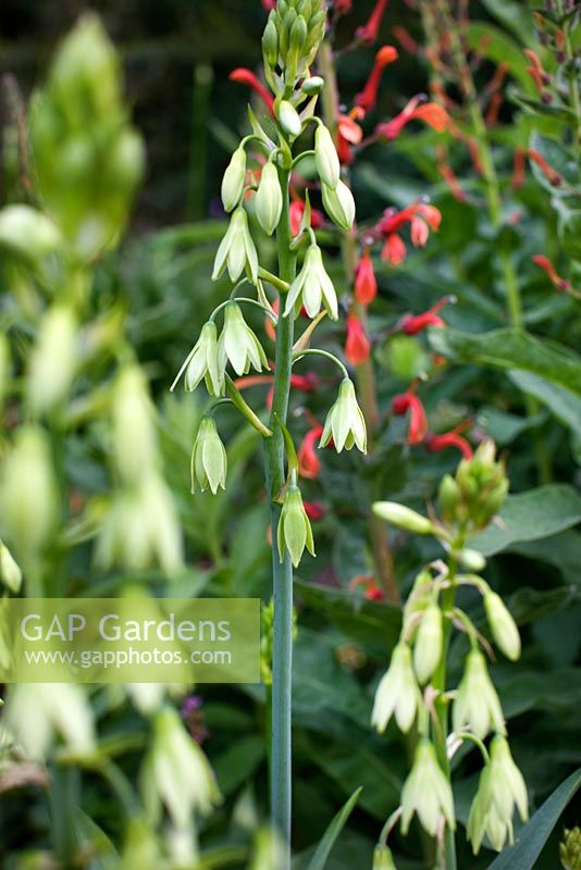 Galtonia viridiflora - RHS Rosemoor