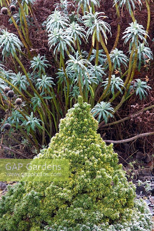 Evergreen shrub and Euphorbia - Mallards