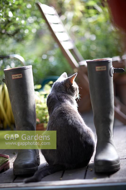 Cat sitting in between wellington boots on decking