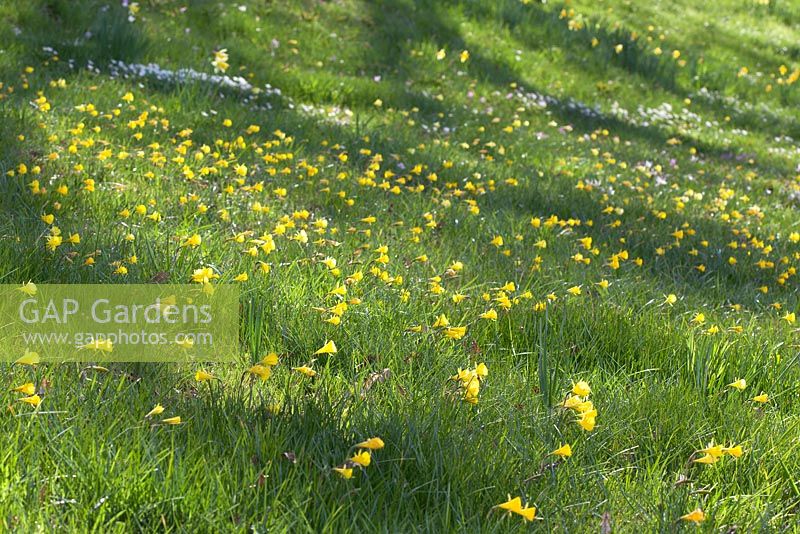 Narcissus bulbocodium flowering in wild flower meadow, RHS Gardens Wisley