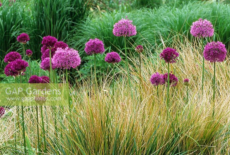 Alliums with Anemanthele lessoniana syn. Stipa arundinacea