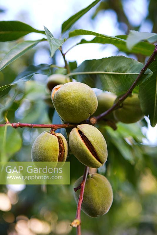 Prunus dulcis - Almonds