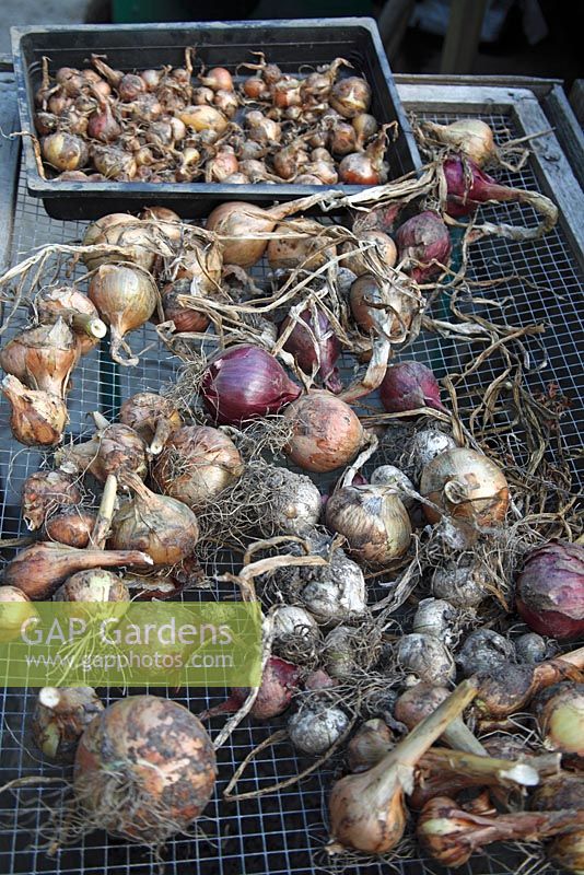 Onions, shallots and garlic air drying prior to storage