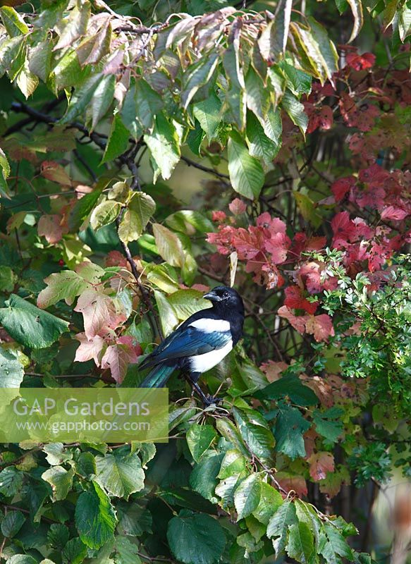 Pica Pica - Magpie perching in dogwood shrub
