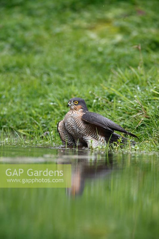 Accipiter nisus - Male sparrow hawk bathing in garden pond