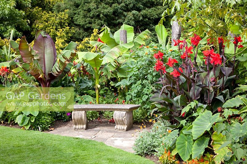 Exotic border with Canna and Musa near classic stone bench 