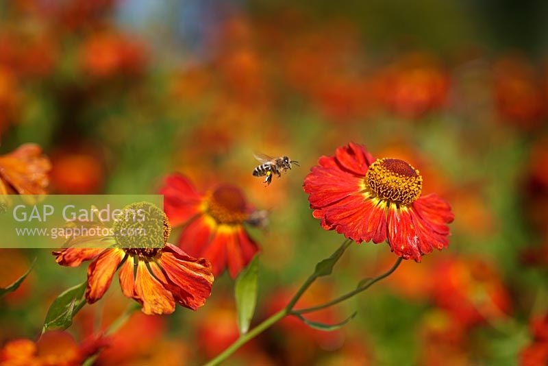 Helenium 'Orange Beauty' and flying bee in late September