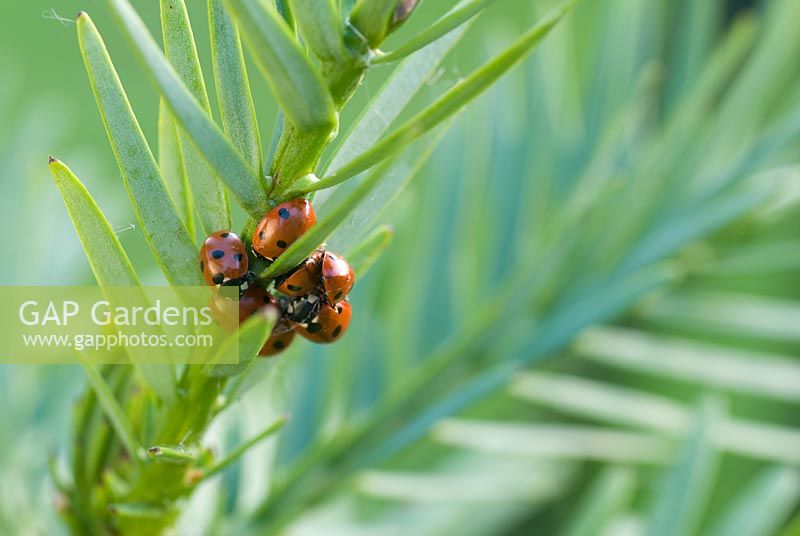 Coccinella septempunctata - Seven spot ladybirds overwintering together on Wolleni Pine